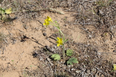 Ranunculus oxyspermus