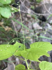 Circaea alpina pacifica