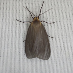 Pagara simplex