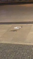 Larus michahellis