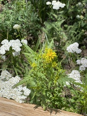 Senecio eremophilus