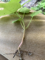 Circaea alpina pacifica