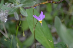 Primula pauciflora pauciflora