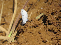 Celastrina echo cinerea