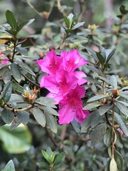 Rhododendron arboreum