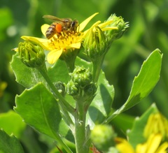 Apis mellifera scutellata