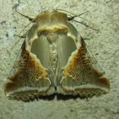 Habrosyne pyritoides
