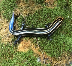 Plestiodon sumichrasti