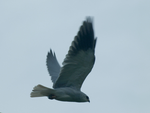 Black-winged Kite