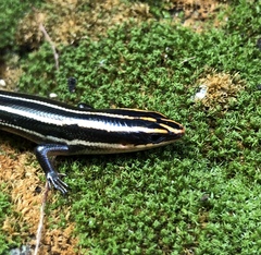 Plestiodon sumichrasti