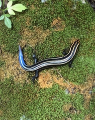 Plestiodon sumichrasti