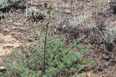 Prangos odontalgica