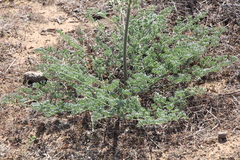 Prangos odontalgica