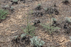 Prangos odontalgica