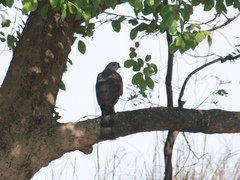 Accipiter tachiro