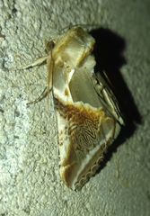 Habrosyne pyritoides