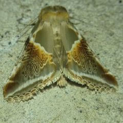 Habrosyne pyritoides