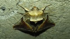 Habrosyne pyritoides