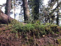 Cerastium subpilosum