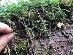 Cerastium subpilosum