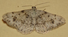 Digrammia pervolata