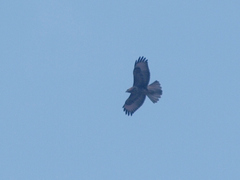 Buteo buteo vulpinus