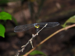 Agrionoptera sexlineata