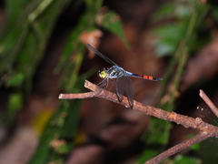 Agrionoptera sexlineata