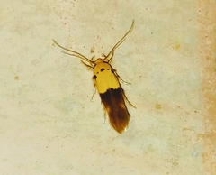 Stathmopoda auriferella