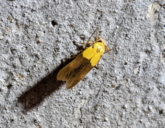 Stathmopoda auriferella