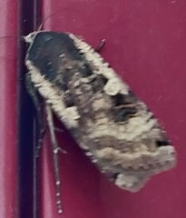 Lepidoptera