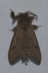 Amatissa leonina