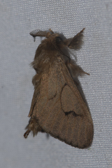 Amatissa leonina