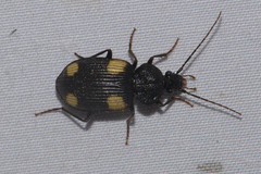 Craspedophorus