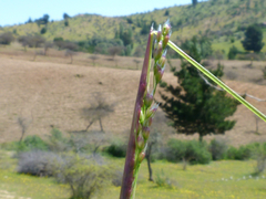 Piptochaetium montevidense