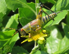 Zonocerus elegans