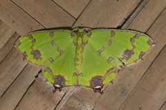 Agathia lycaenaria