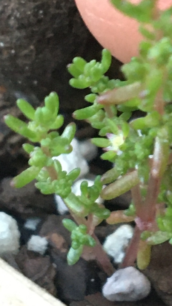 Crassula decumbens 2