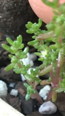 Crassula vaillantii