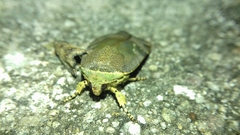 Noctua janthina