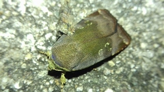 Noctua janthina
