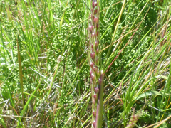 Piptochaetium montevidense