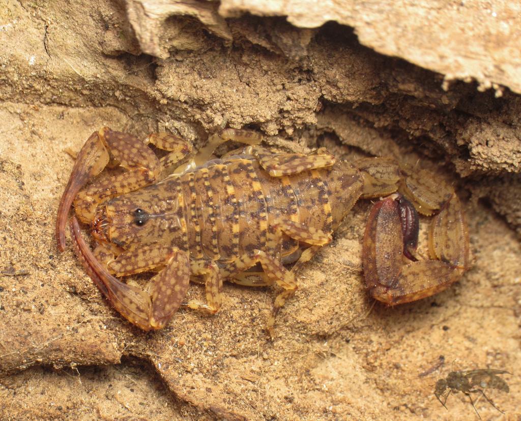 Tityus tayrona