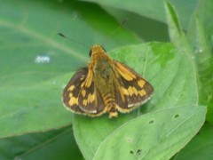 Potanthus pseudomaesa