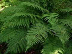 Athyrium distentifolium