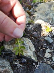 Botrychium alaskense