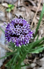 Liatris squarrosa