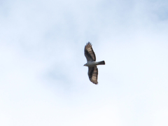 Aquila spilogaster