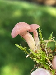 Calocybe carnea