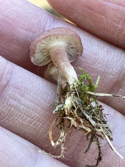 Calocybe carnea